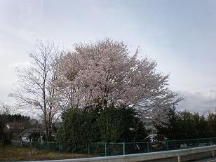 %E6%A1%9C10_2010.04.21%280876%29.JPG