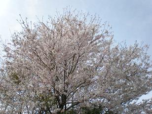 %E6%A1%9C10_2010.04.21%280877%29.JPG