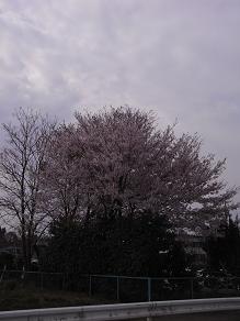 2009.04.13桜1