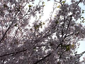 2009.04.13桜２